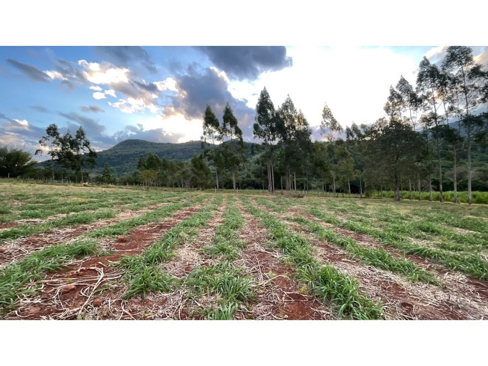 43 Hectares Farm for Sale in Paraguay with Natural Spring and Creek - 3