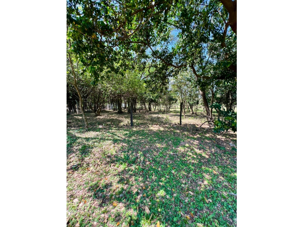 ¡Remato terreno en Surubii! Zona Hollywood 1423 m2 arbolado, zona alta - 2