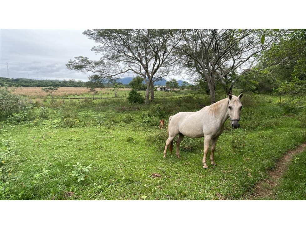 Inversión Agropecuaria en Paraguay: 90 Ha en Acahay con arroyo - 3