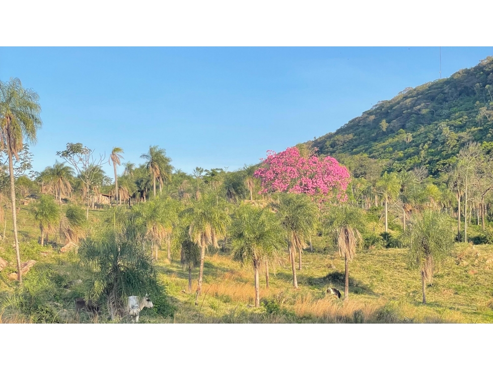 Vendo 20,3 hectáreas en Caacupe, Cordillera con agua y cerro - 6