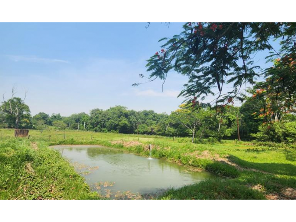 Vendo 5,5 hectareas en Caraguatay Fulgencio Yegros A 1000m del asfalto - 4