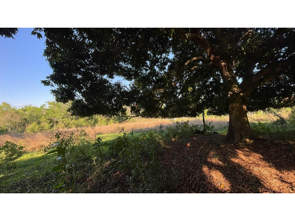 Vendo 4,5 hectáreas en Piribebuy con manantial, arroyo y pileta - 2