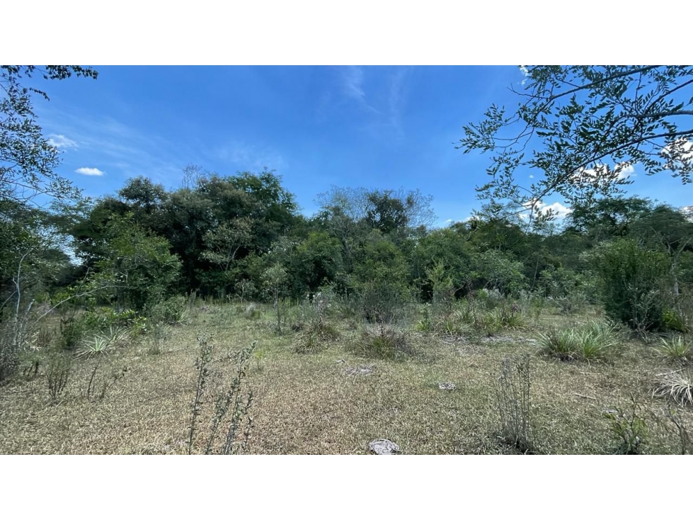 Campo 17,7 ha con casa y arroyos en Sapucai | 44-acre farm with house - 6