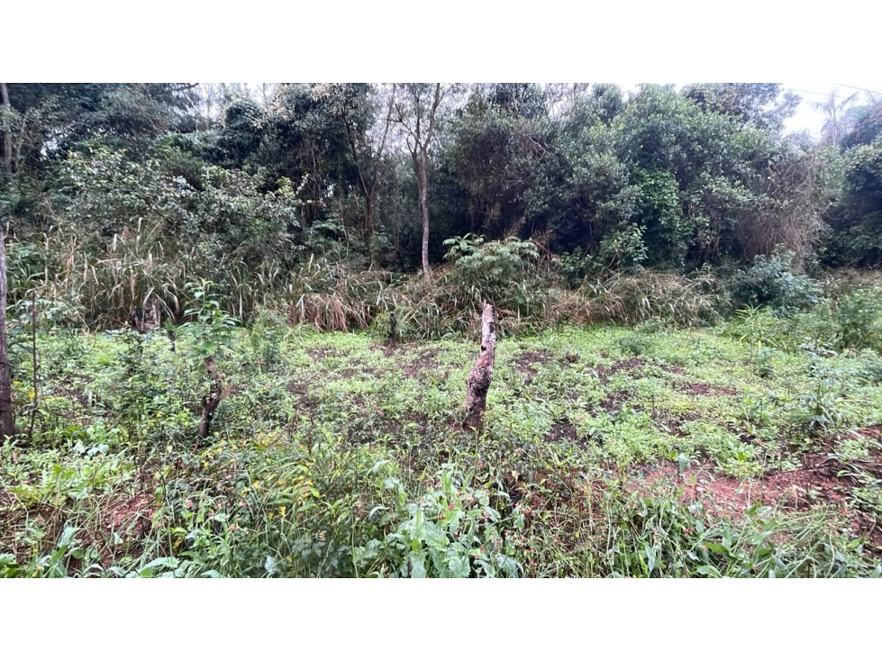 Vendo 20 hectáreas en La Colmena a 600 m del asfalto - 5