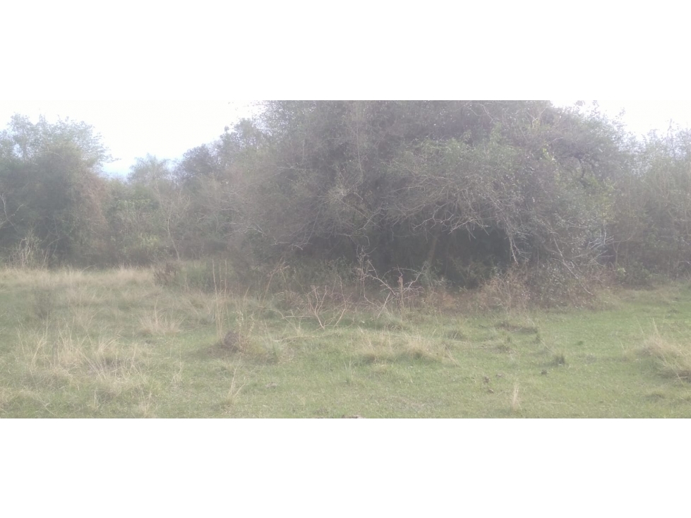 Vendo 20 hectáreas en Emboscada A 3 km de la ruta 3 del casco urbano - 6