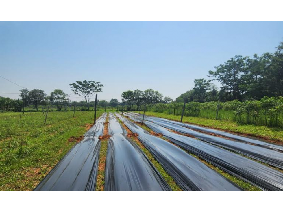 Vendo 5,5 hectareas en Caraguatay Fulgencio Yegros A 1000m del asfalto - 6