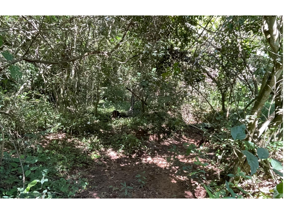 VENDO 9 HECTAREAS EN ATYRA A 4 km del casco urbano - 6