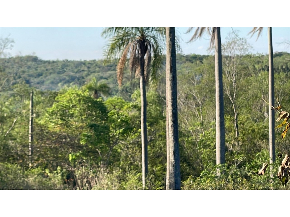 Vendo 4,5 hectáreas en Piribebuy con manantial, arroyo y pileta - 3