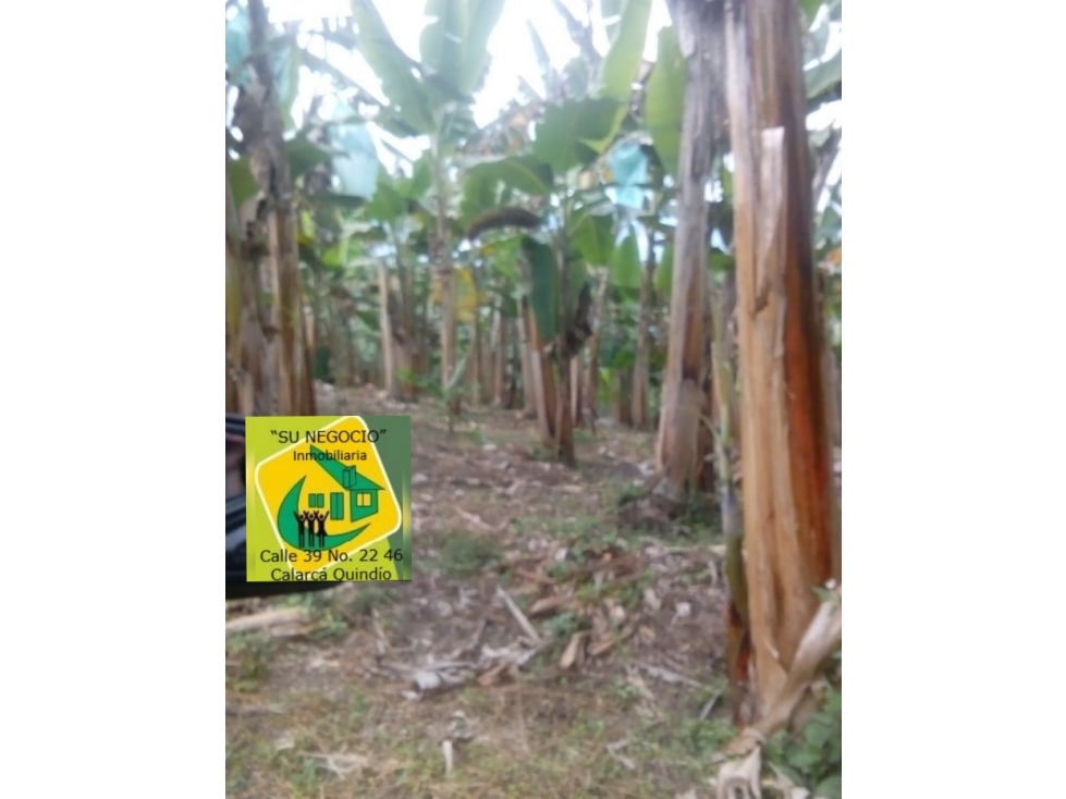 SE VENDE FINCA SECTOR DEL CAIMO (7)CUADRAS EN PLATANO — foto 3