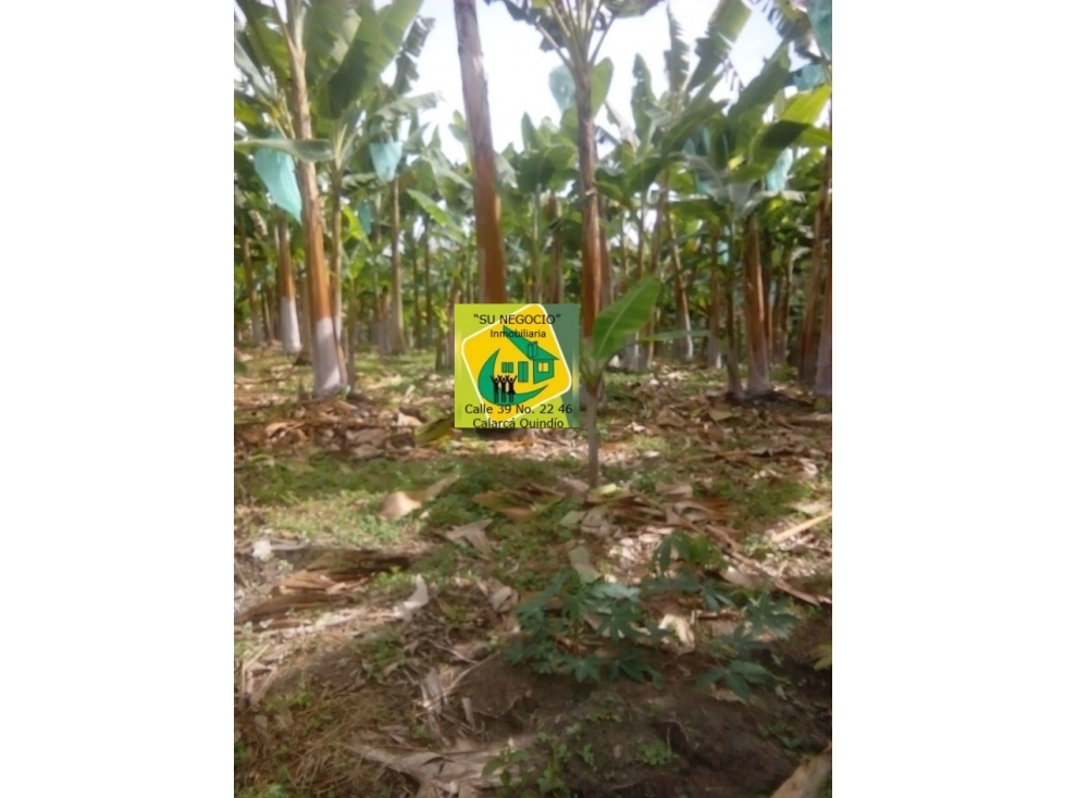 SE VENDE FINCA SECTOR DEL CAIMO (7)CUADRAS EN PLATANO — foto 4