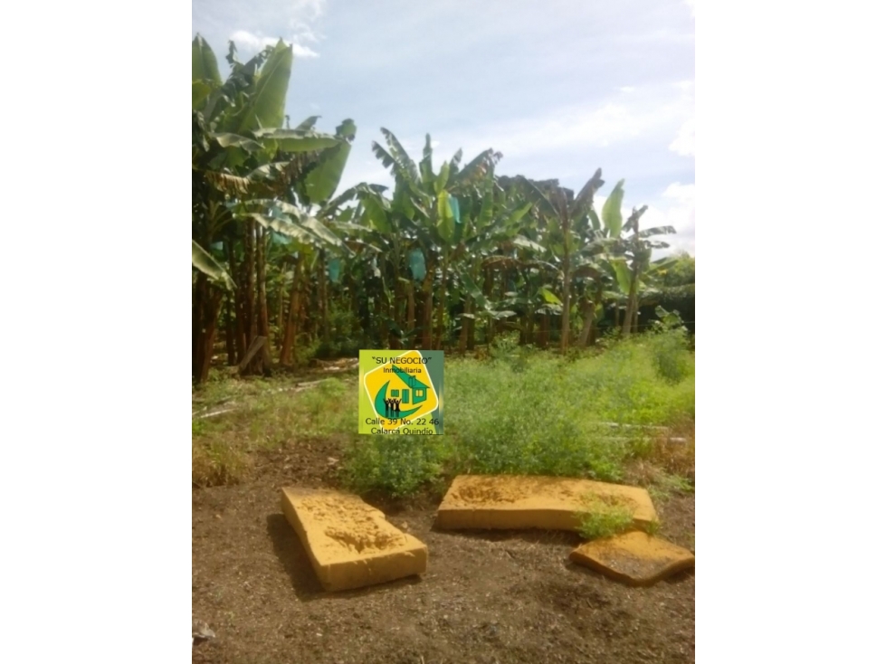 SE VENDE FINCA SECTOR DEL CAIMO (7)CUADRAS EN PLATANO — foto 5