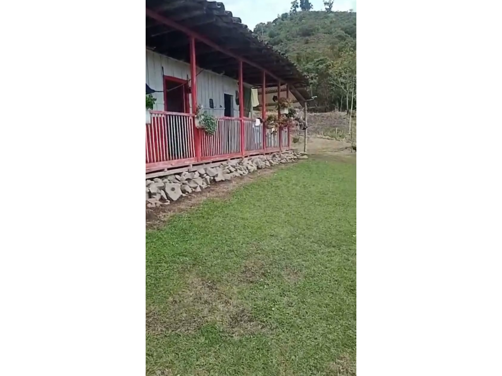 Venta de finca cafetera y arboles frutales en Guatica Risaralda - 2