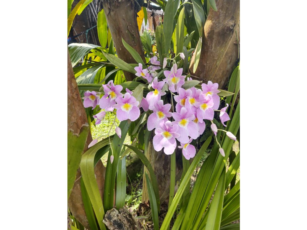 se vende Finca en el Corregimiento de la Florida — foto 4