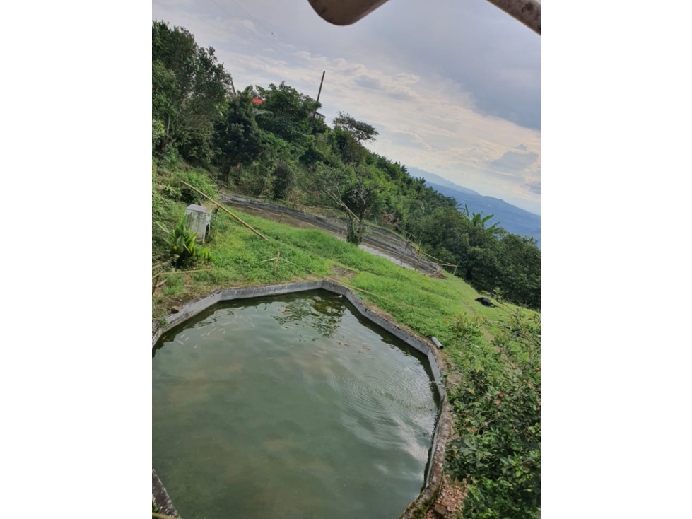 Se vende Excelente Finca de Trabajo en Combia — foto 3