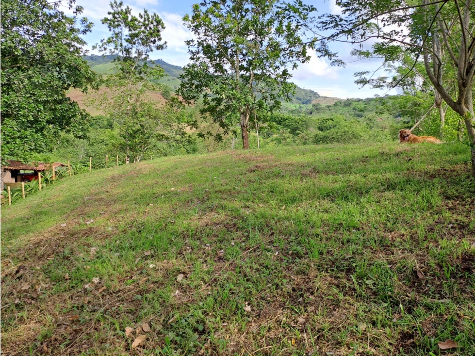 Se vende lote entre belalcazar y viterbo - 1