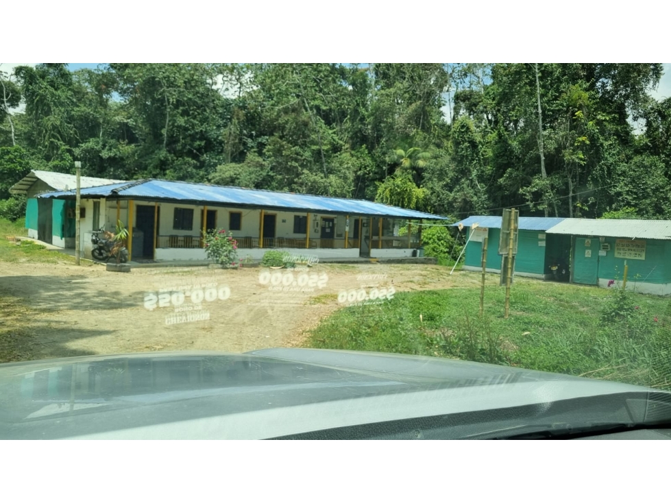 Se vende Finca con 4.300 árboles de Aguacate en Anserma Caldas - 1