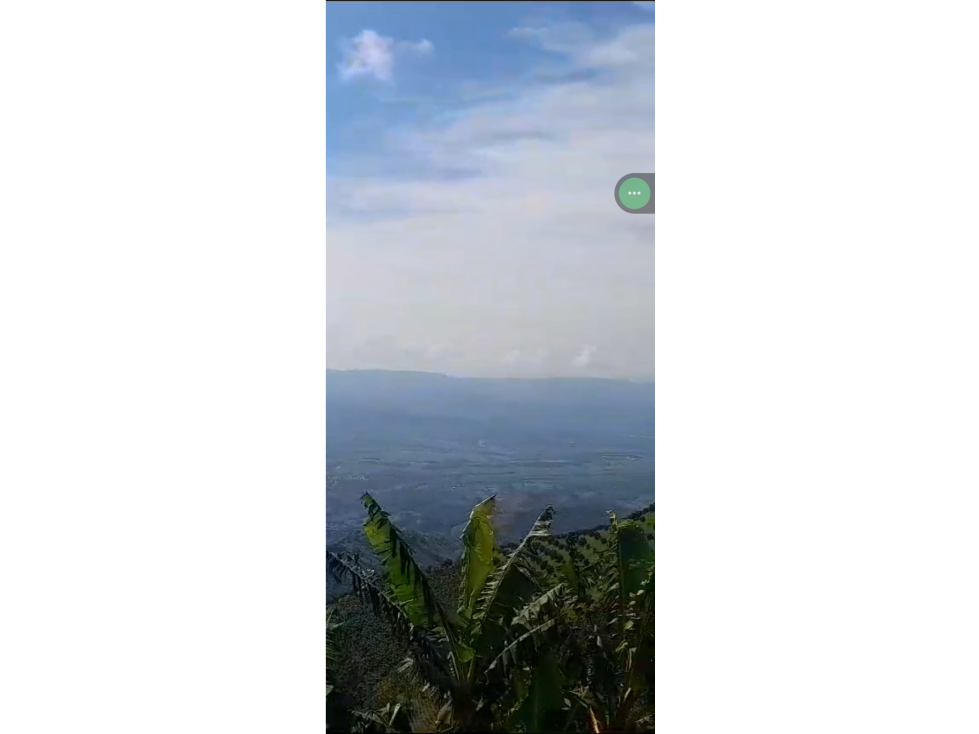 Vendo hermosa finca entre Apia y Viterbo cultivo de cafe y varios - 4
