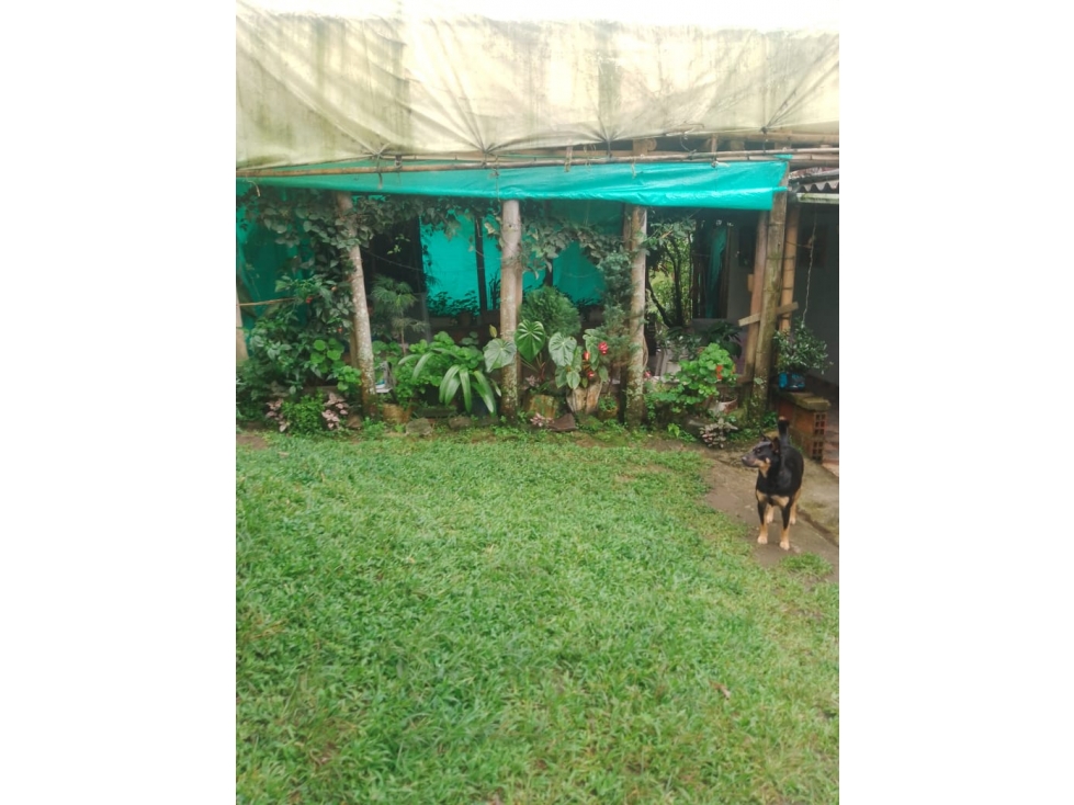 SE VENDE FINCA ENTRE SANTA ROSA Y CHINCHINA DE PLATANO Y CAFE — foto 2