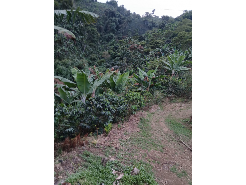Se vende Finca Agrícola en Anserma Caldas a 20 Minutos del pueblo - 1