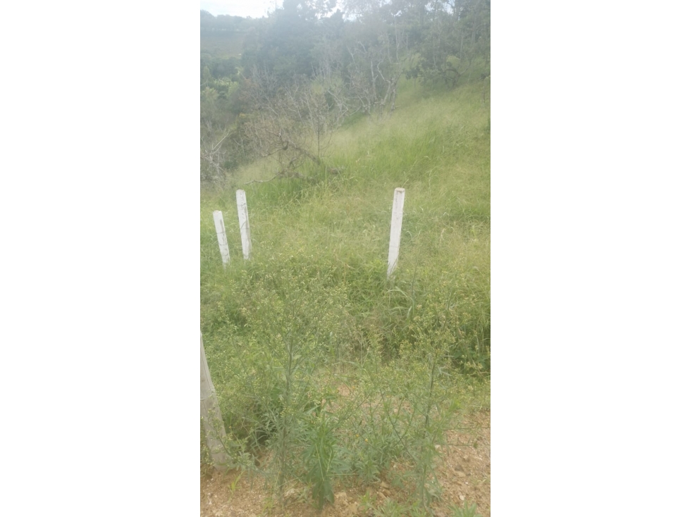 SE VENDE LOTE EN CERRITOS EN LAS CARMELITAS