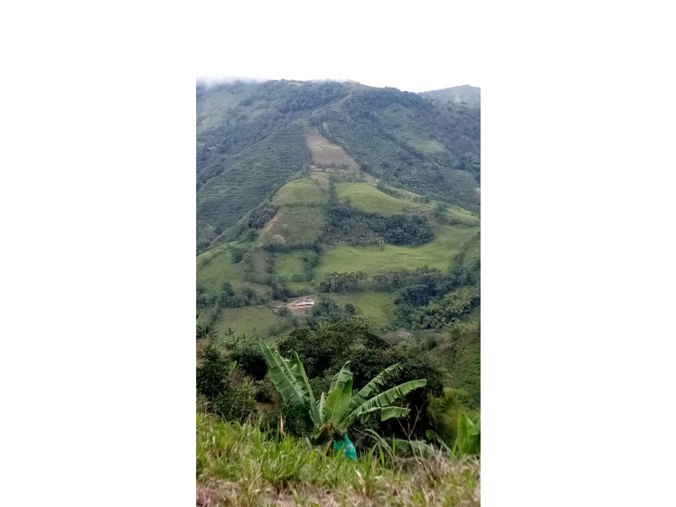 se vende finca ganadera en balboa risaralda - 1