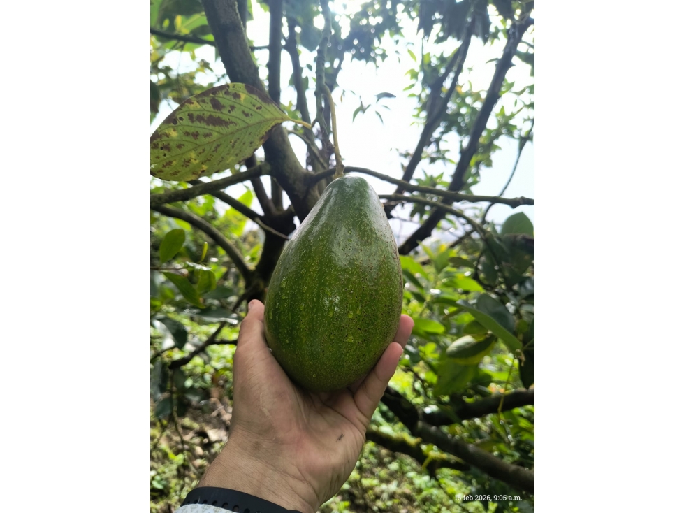 SE VENDE FINCA PRODUCTIVA EN COMBIA — foto 2
