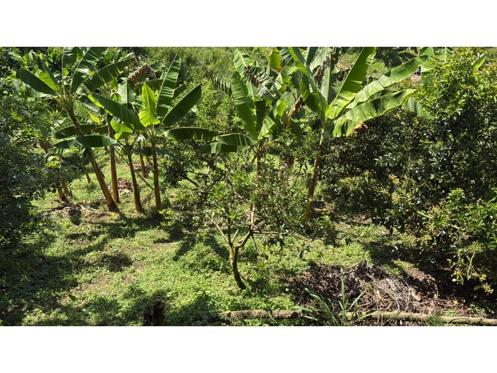 SE VENDE CASA CAMPESTRE VIA ALCALÁ 1114MTS — foto 4
