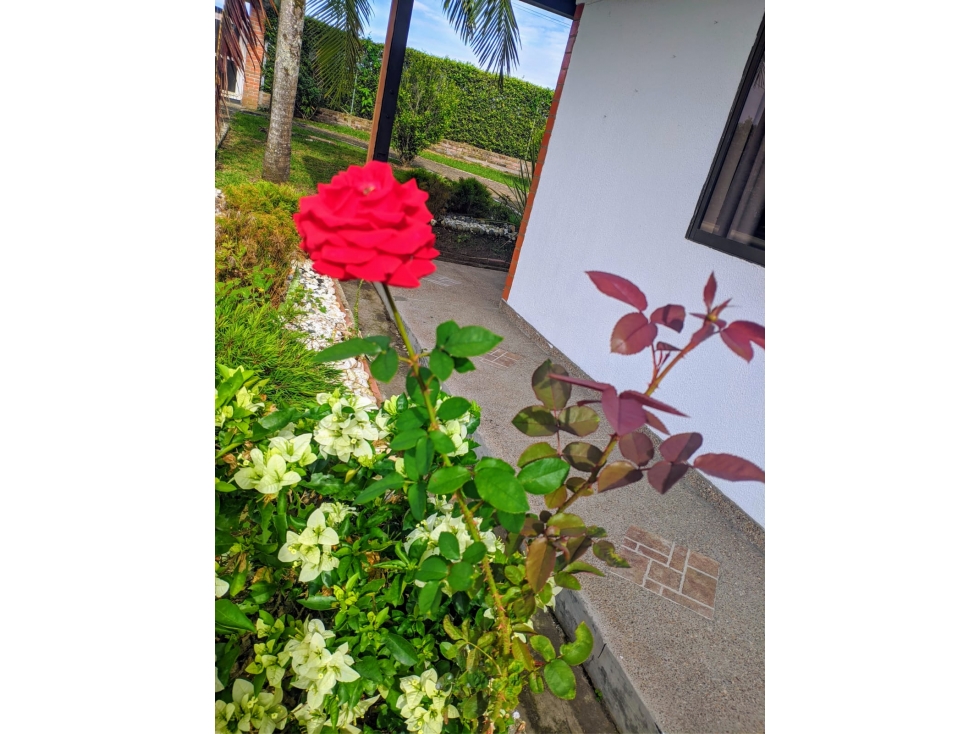 Hermosa casa campestre sector Combia via a Marsella,Parcelacion — foto 4