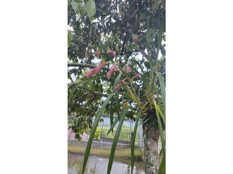 se vende Finca en el Corregimiento de la Florida — foto 5