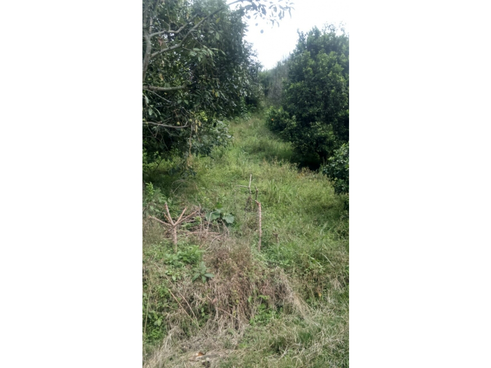 Se vende hermoso lotes en viterbo - 1