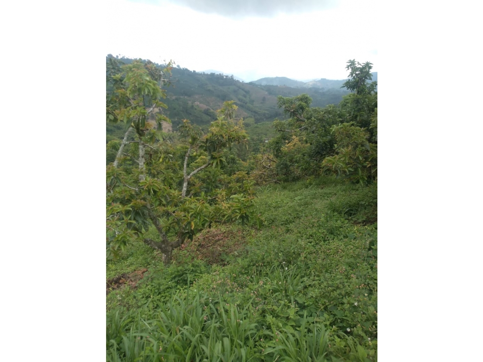 SE VENDE GRAN FINCA EXPORTADORA DE 44 CUADRAS SANTA ROSA — foto 3