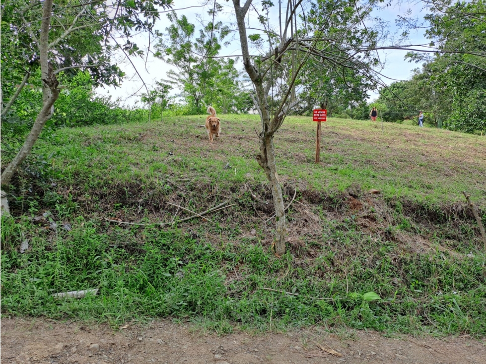 Se vende lote entre belalcazar y viterbo - 2