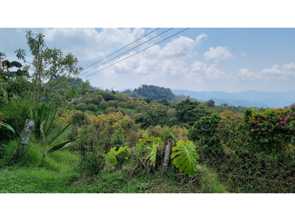 Se vende Finca con 4.300 árboles de Aguacate en Anserma Caldas - 3