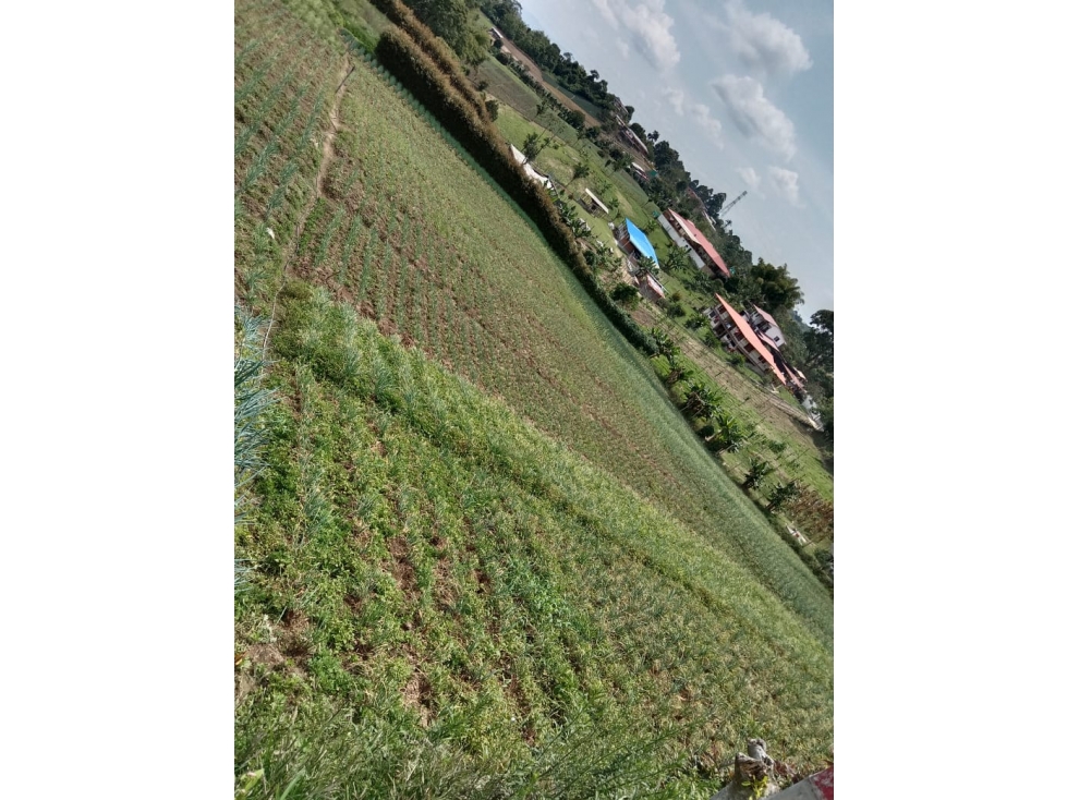 Se vende excelente Lote a 20 minutos de Pereira corregimiento La Bella — foto 2