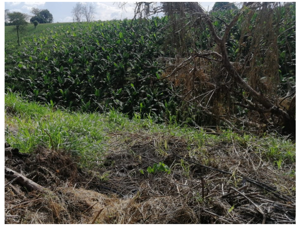 SE VENDE CASA CAMPESTRE VEREDA LA BAMBA — foto 6