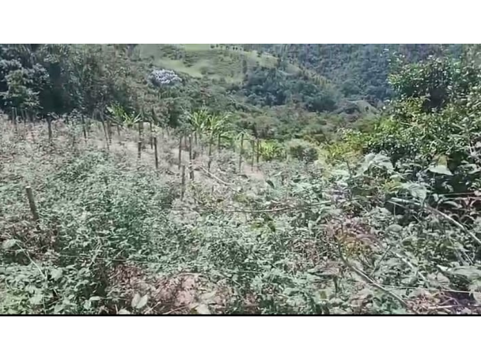 Venta de finca cafetera y arboles frutales en Guatica Risaralda - 5