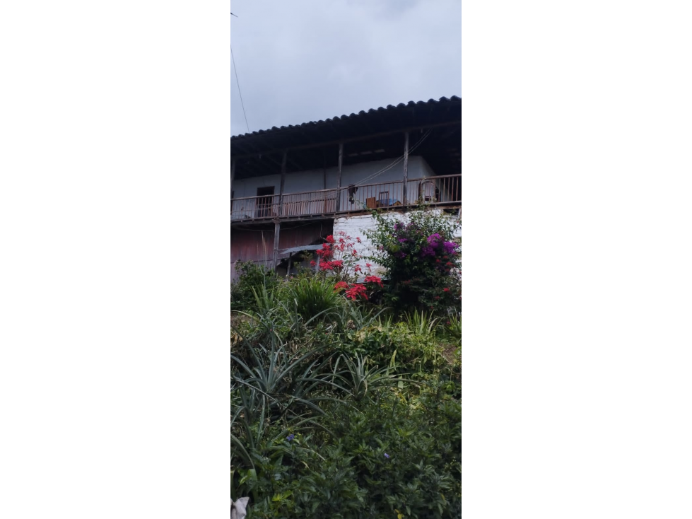 SE VENDE FINCA PRODUCTORA EN ANSERMA CALDAS 31 CUADRAS - 2