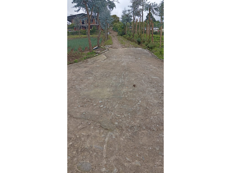 SE VENDE FINCA LA VEREDA CEDRALITO EN LA VIA PIMPOLLO — foto 2