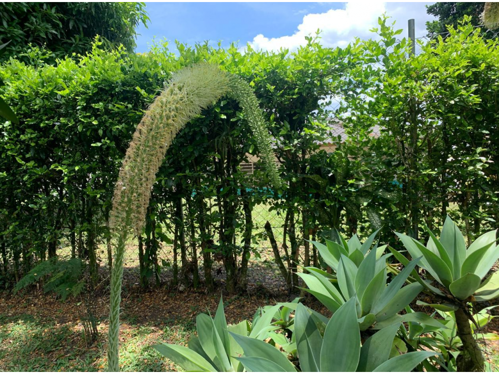SE VENDE FINCA VIA CONDINA — foto 2