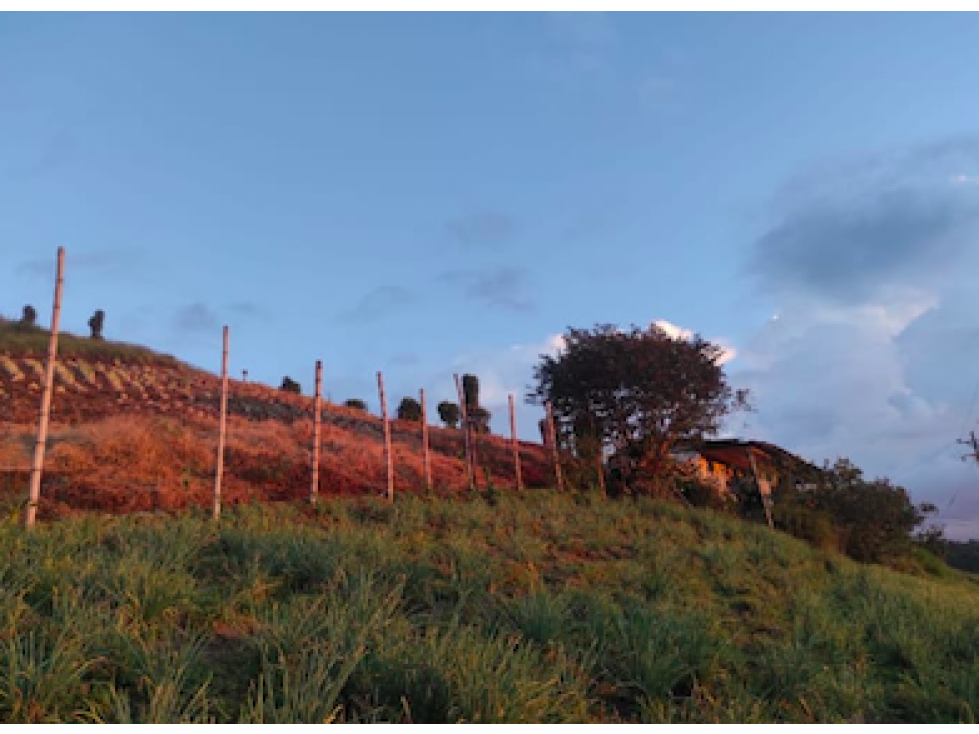 SE VENDE FINCA EN LA FLORIDA, VEREDA COLONIA CERCA A PEREIRA — foto 2