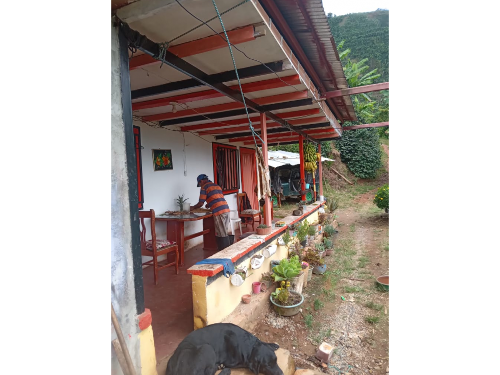 Vendo hermosa finca cafetera platanera y frutales agua propia - 2