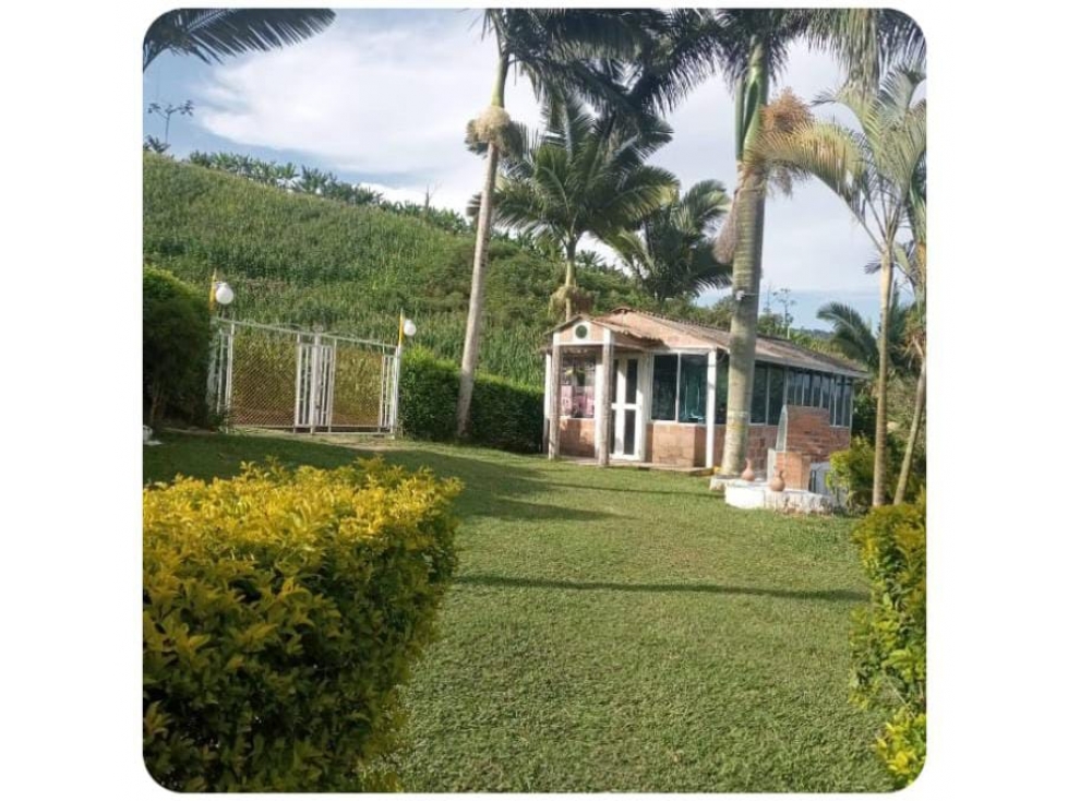 Se vende finca productiva en vía La Celia con Aguacate y lagos - 2