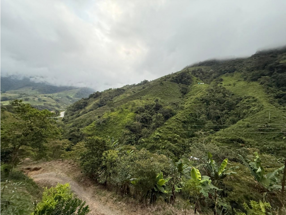 Se venden 2 fincas juntas en Pueblo Rico - 2