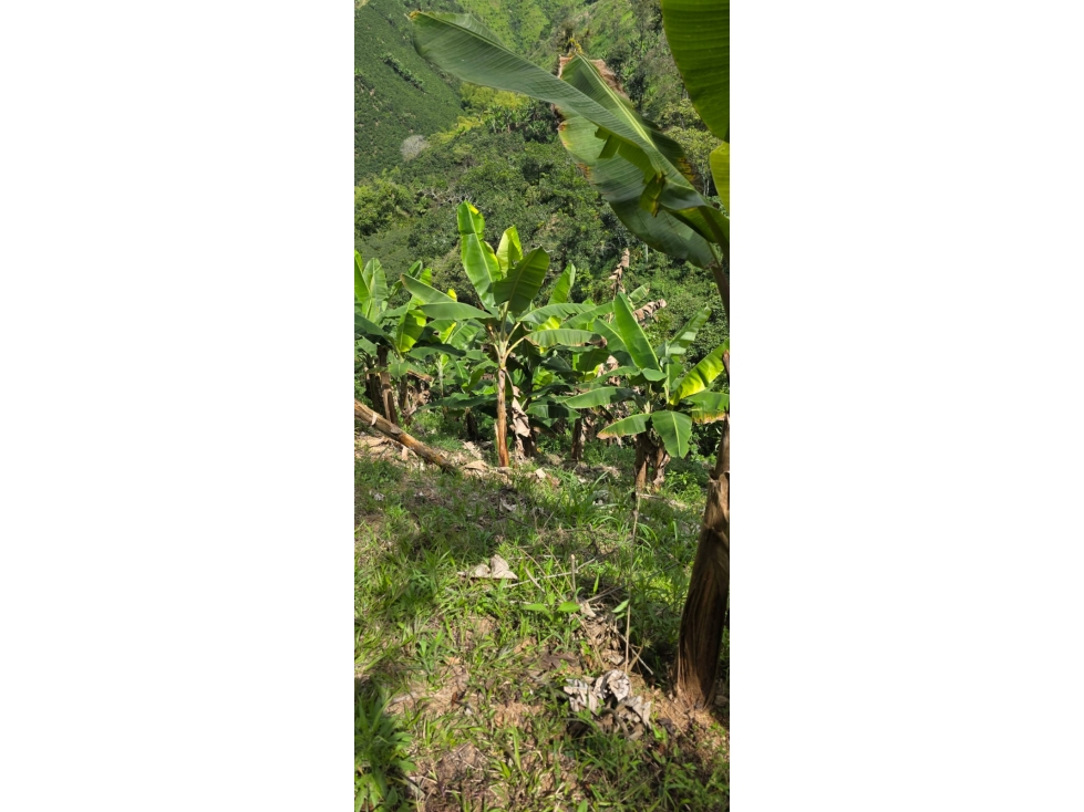 SE VENDE O PERMUTA FINCA VEREDA LAS TAZAS CERCA A MARSELLA - 2