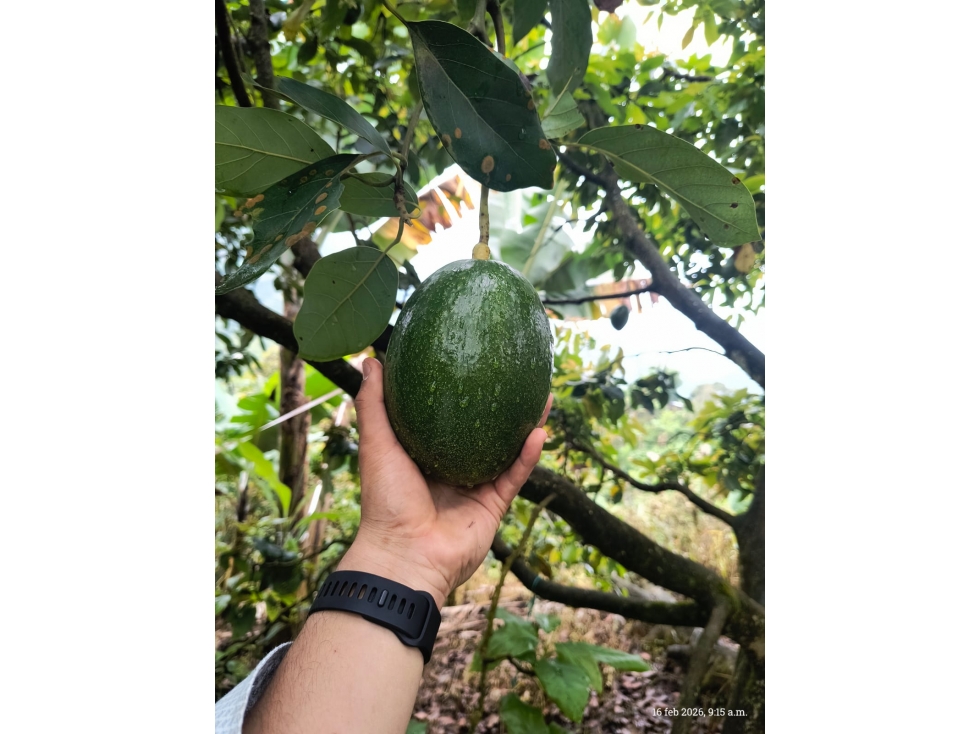 SE VENDE FINCA PRODUCTIVA EN COMBIA — foto 3