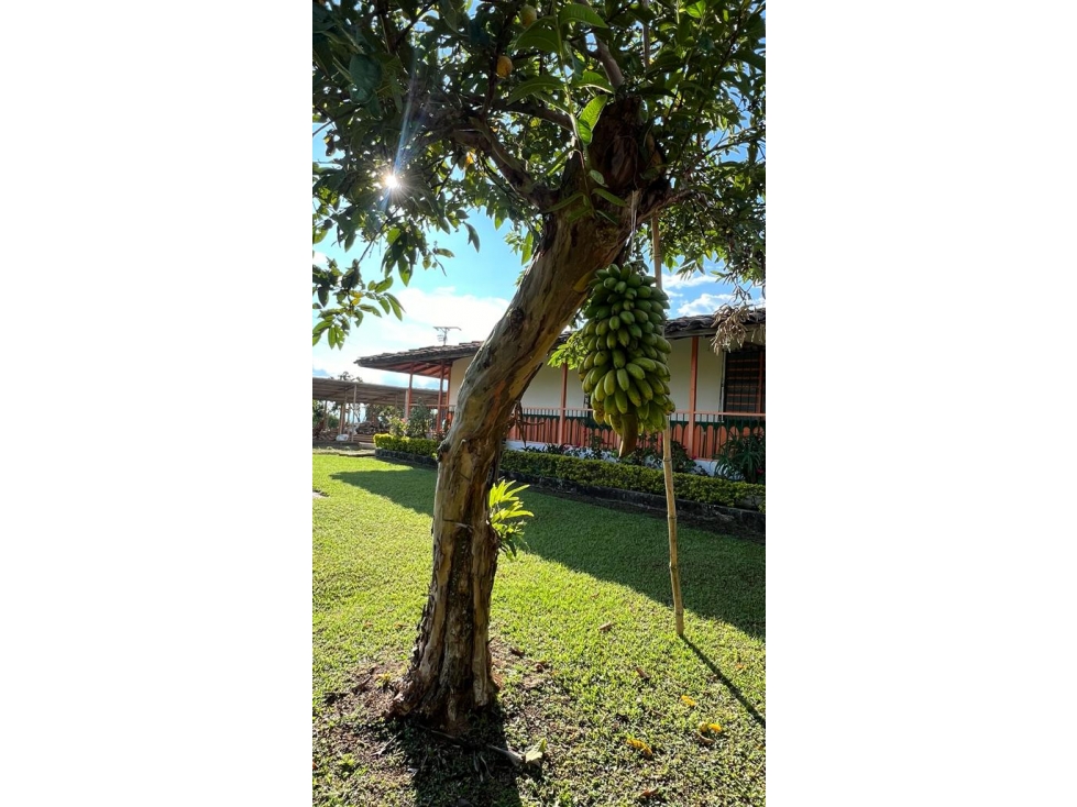 SE VENDE FINCA EN FILANDIA 12 CUADRA Y MEDIA - 2