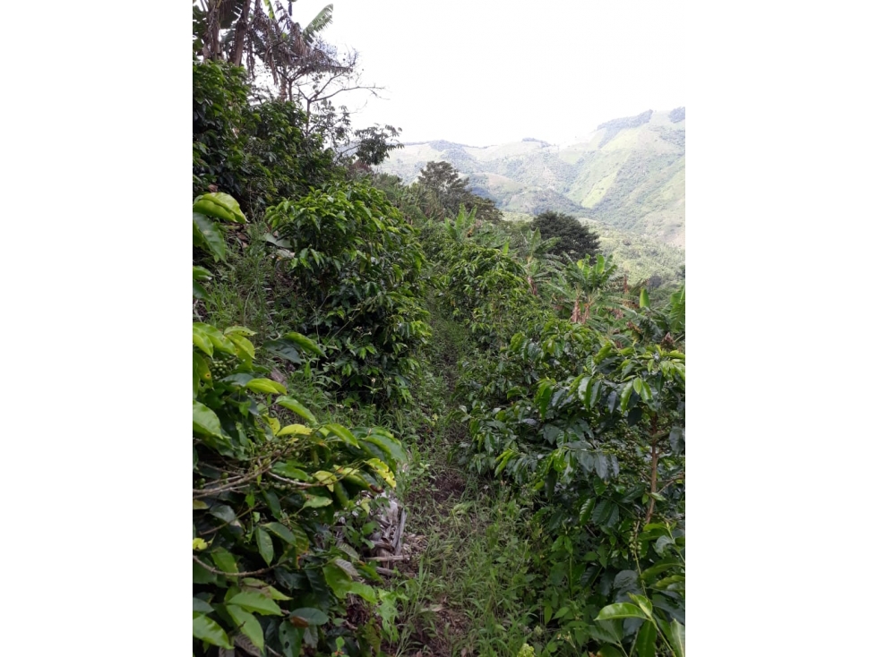 Se Vende Finca en Ansermanuevo productiva - 2