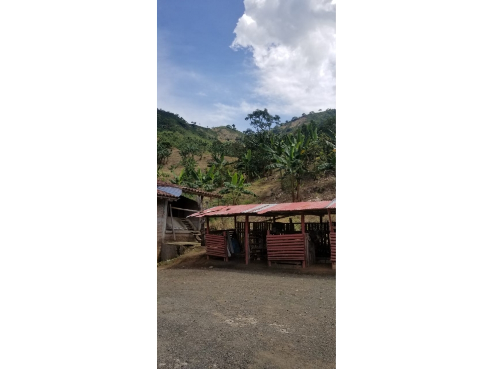se vende Finca Productiva CERCA AL CRUCERO DE COMBIA — foto 3
