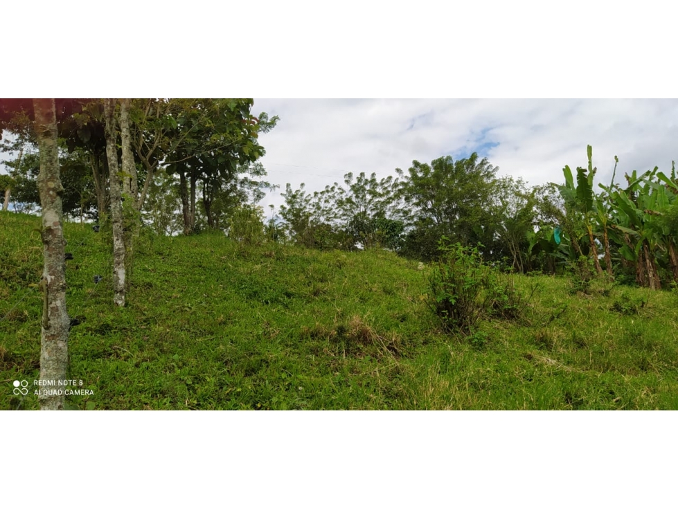 Lote de 2.5 Cuadras en Arabia, con Plátano y Banano en Venta — foto 4