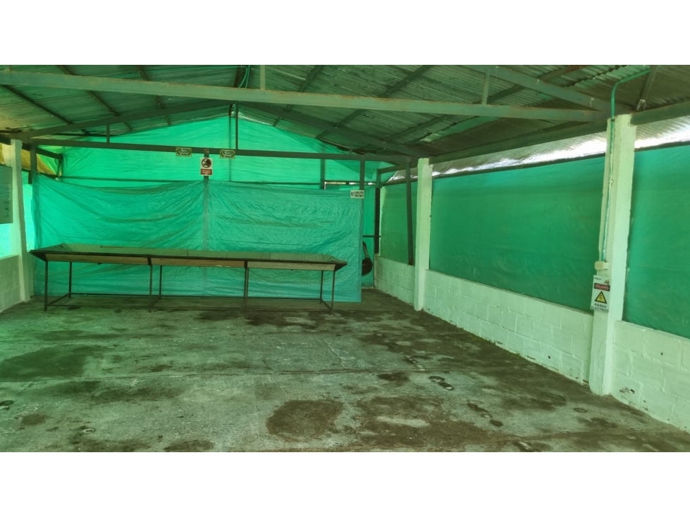 Se vende Finca con 4.300 árboles de Aguacate en Anserma Caldas - 4
